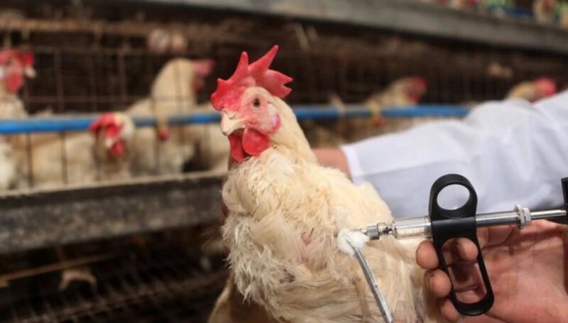 Vaccin aviaire, Agrovet Sarl