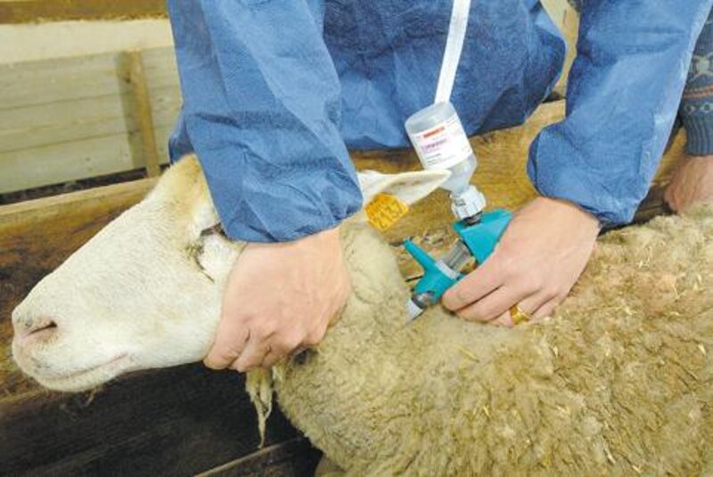 Vaccination des ruminants, Agrovet Sarl